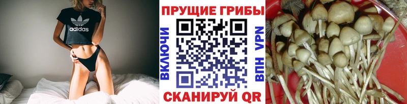 Галлюциногенные грибы Psilocybe  Спасск-Рязанский 